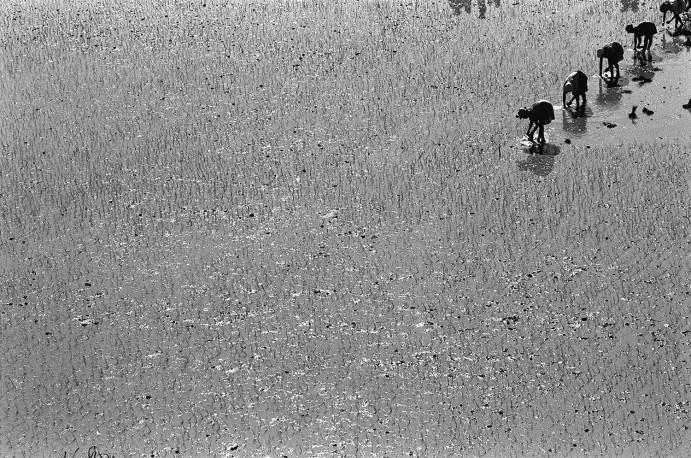 MEN Pierrot - Travail de rizière, vers Ambatolampy, 2000 - MEN_PIERROT_71