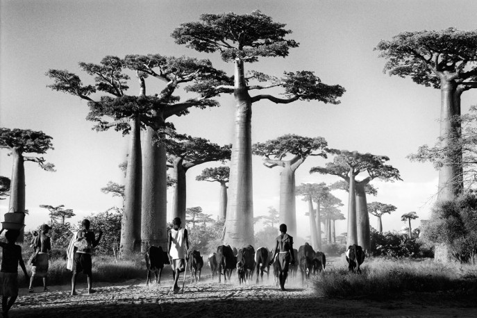 Morondava, Madagascar - 2012 - PIERROT_MEN_297