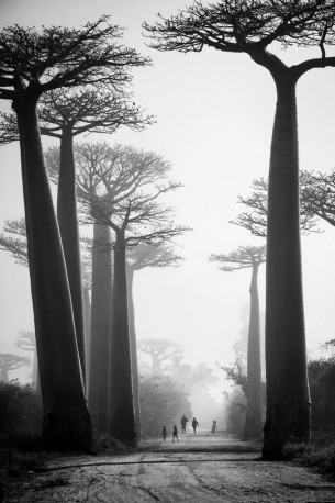 Allée des Baobabs, Morondava, Madagascar - 2012 - PIERROT_MEN_298
